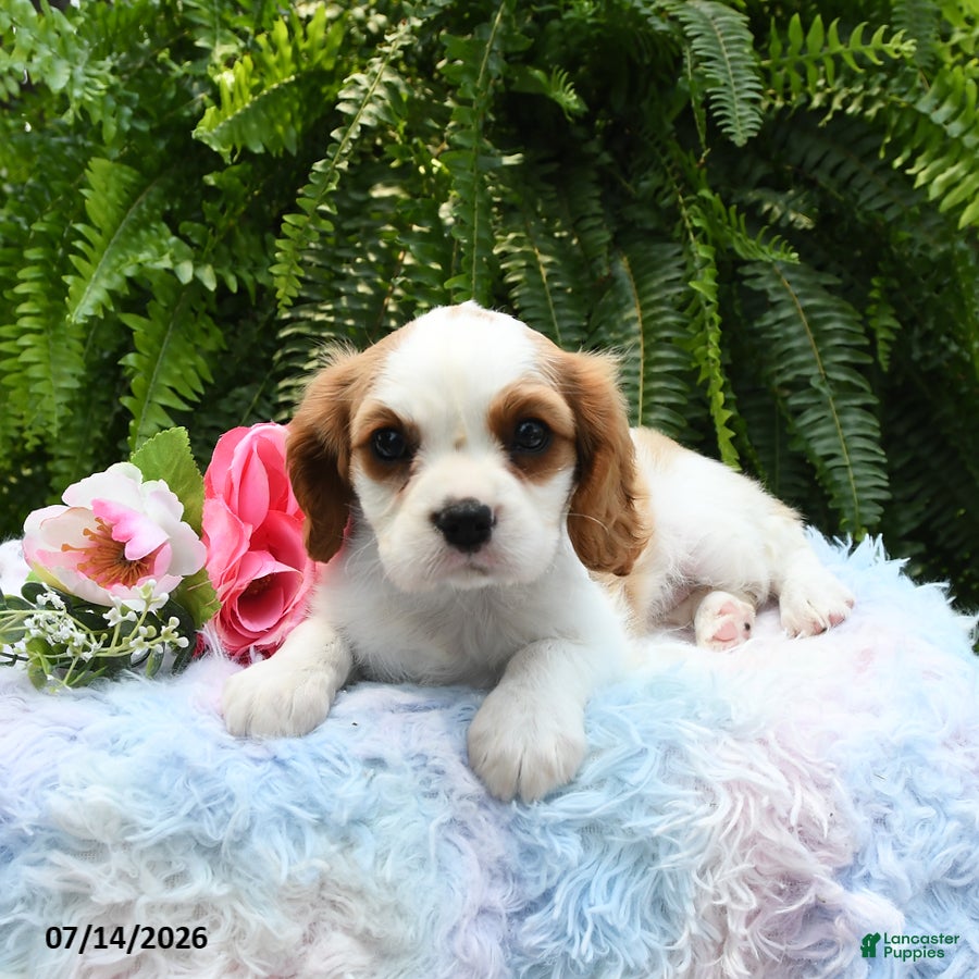 Cavalier King Charles Spaniel dogs Jewel - Ad 2