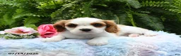 Cavalier King Charles Spaniel dogs for sale: Jewel - Ad 2