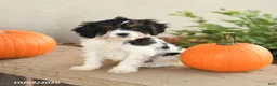 Cavapoo dogs for sale: Angel - Ad 3