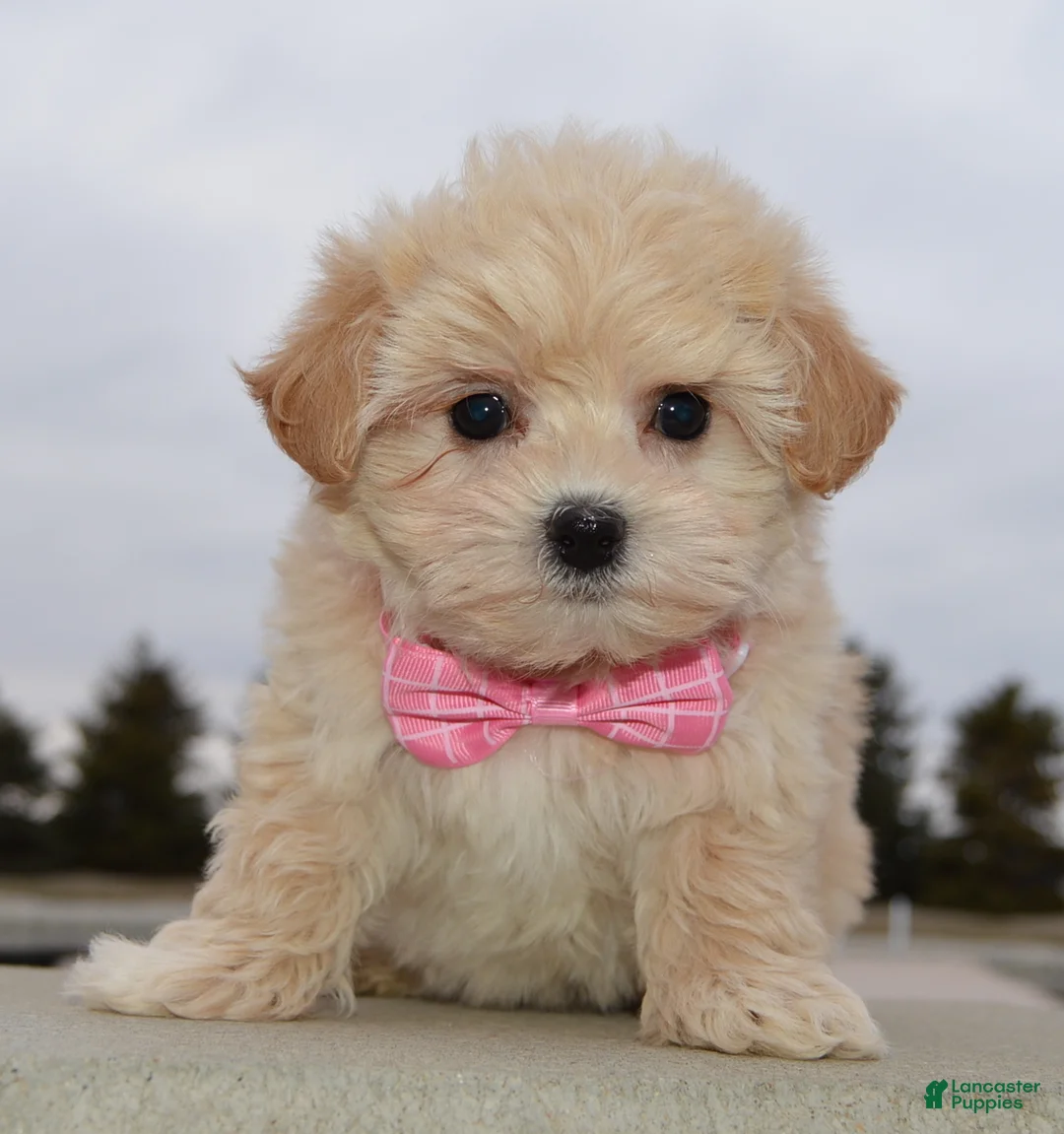 Maltipoo dogs for sale: Maggie - Ad 9