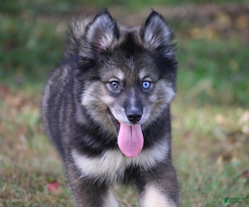 Pomsky dogs Dutch - Ad 2