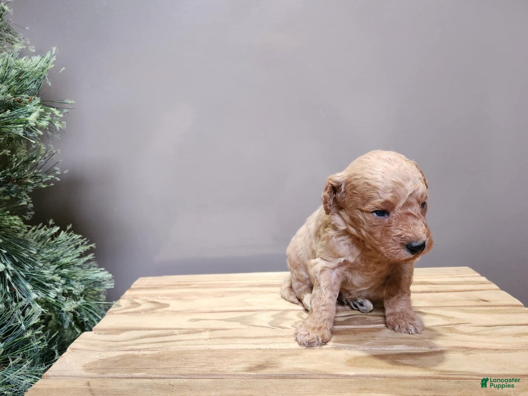 Mini Goldendoodle dogs for sale: Dover - Ad 16