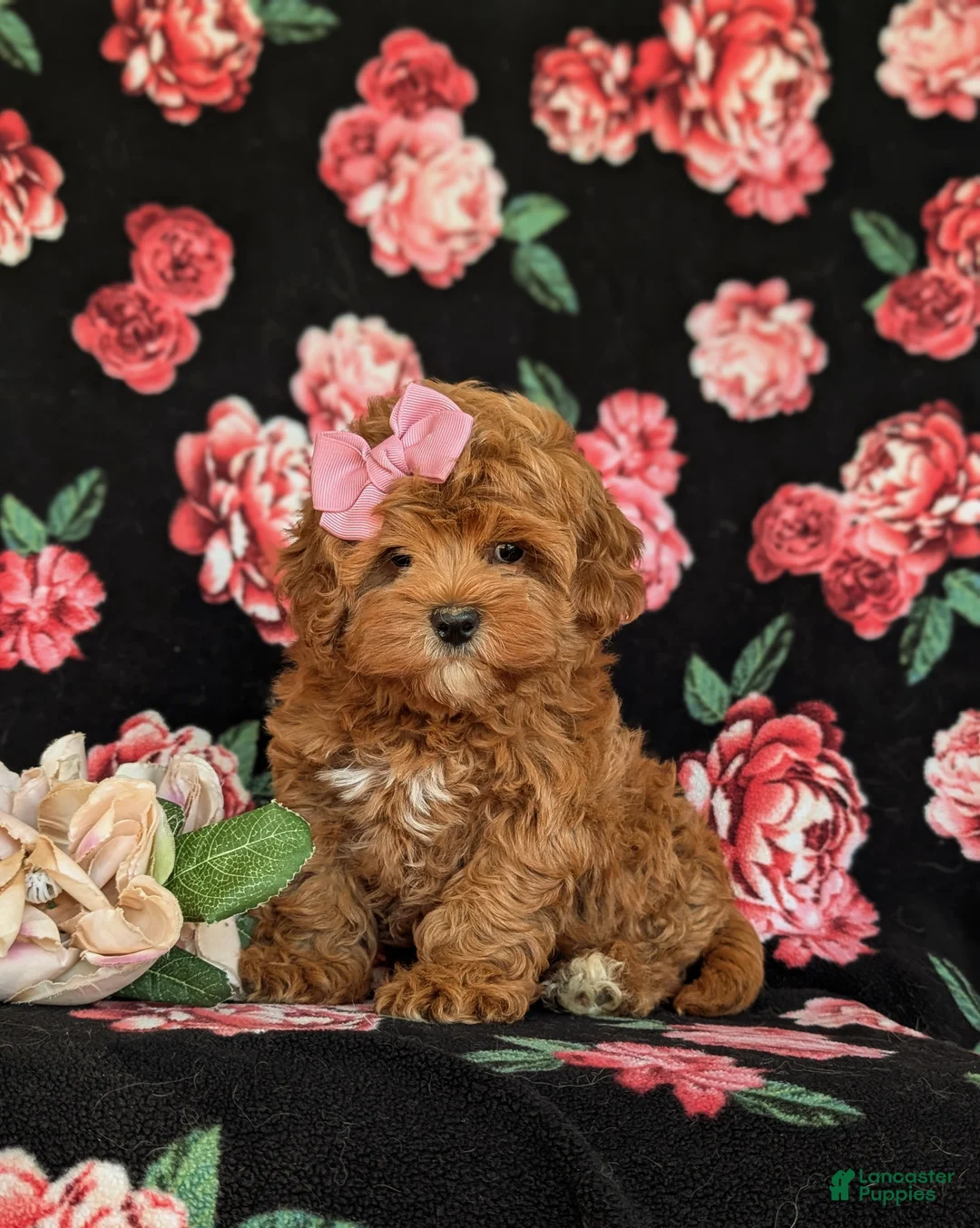 Cavapoo dogs for sale: Cheri Hypoallergenic - Ad 1
