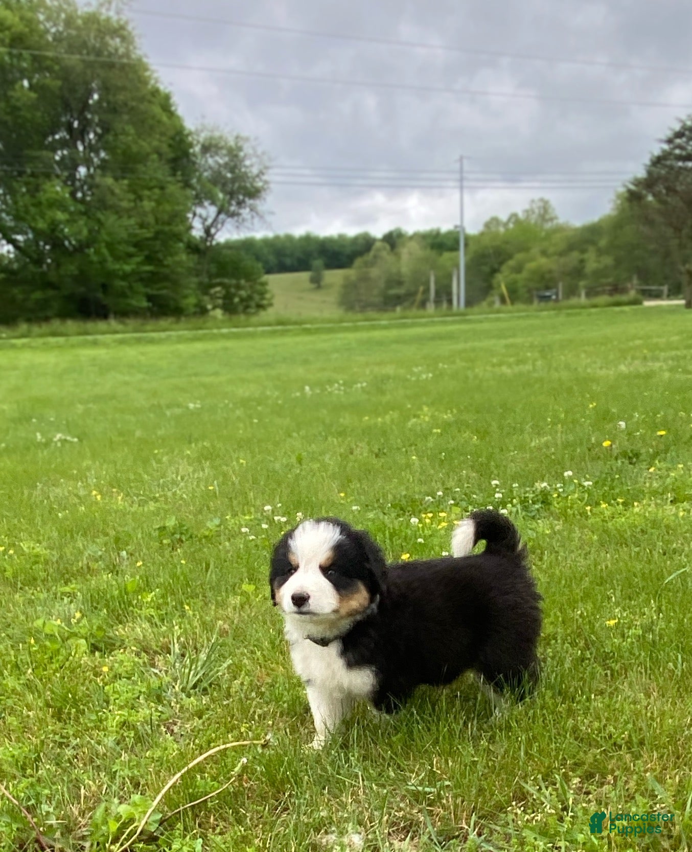 Mixed Breed dogs for sale: ♥️BABY BEAR♥️ - Ad 6