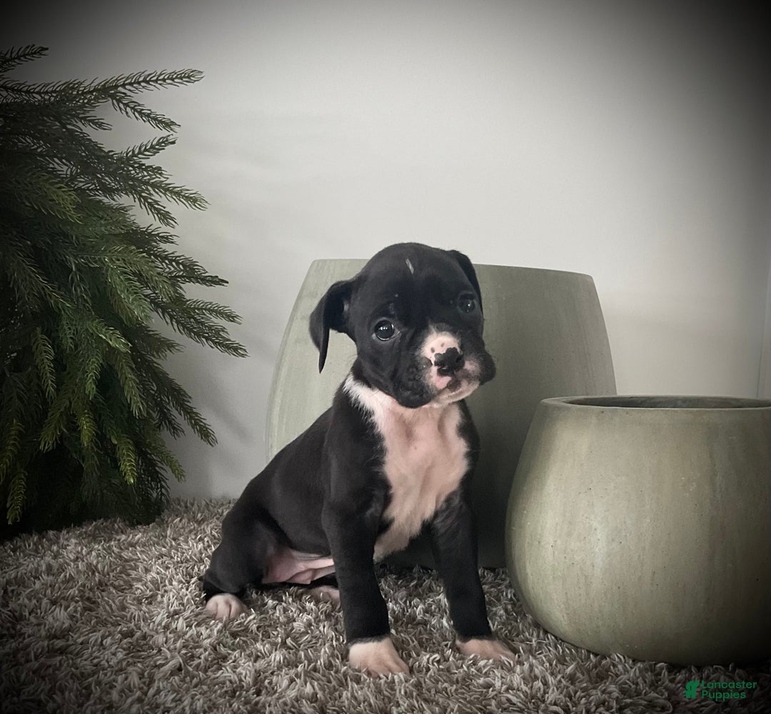 Boxer dogs for sale: Bella - Ad 4