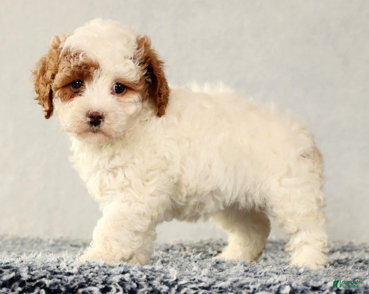Cavapoo dogs Vicky - Ad 20