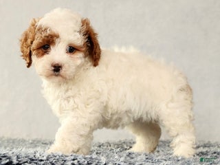 Cavapoo dogs Vicky - Ad 20