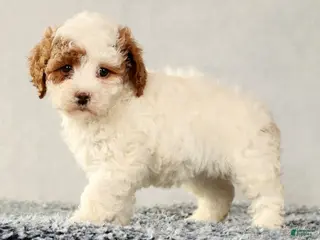 Cavapoo dogs Vicky - Ad 40