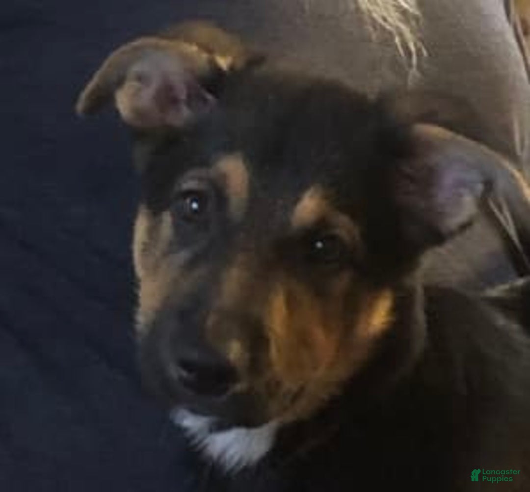 Gallery Image {{count}}