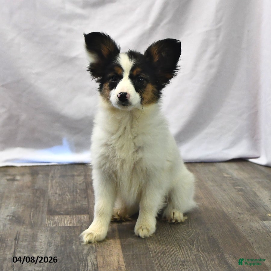 Papillon dogs Sphnix - Ad 1