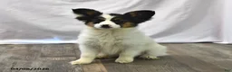 Papillon dogs for sale: Sphnix - Ad 5