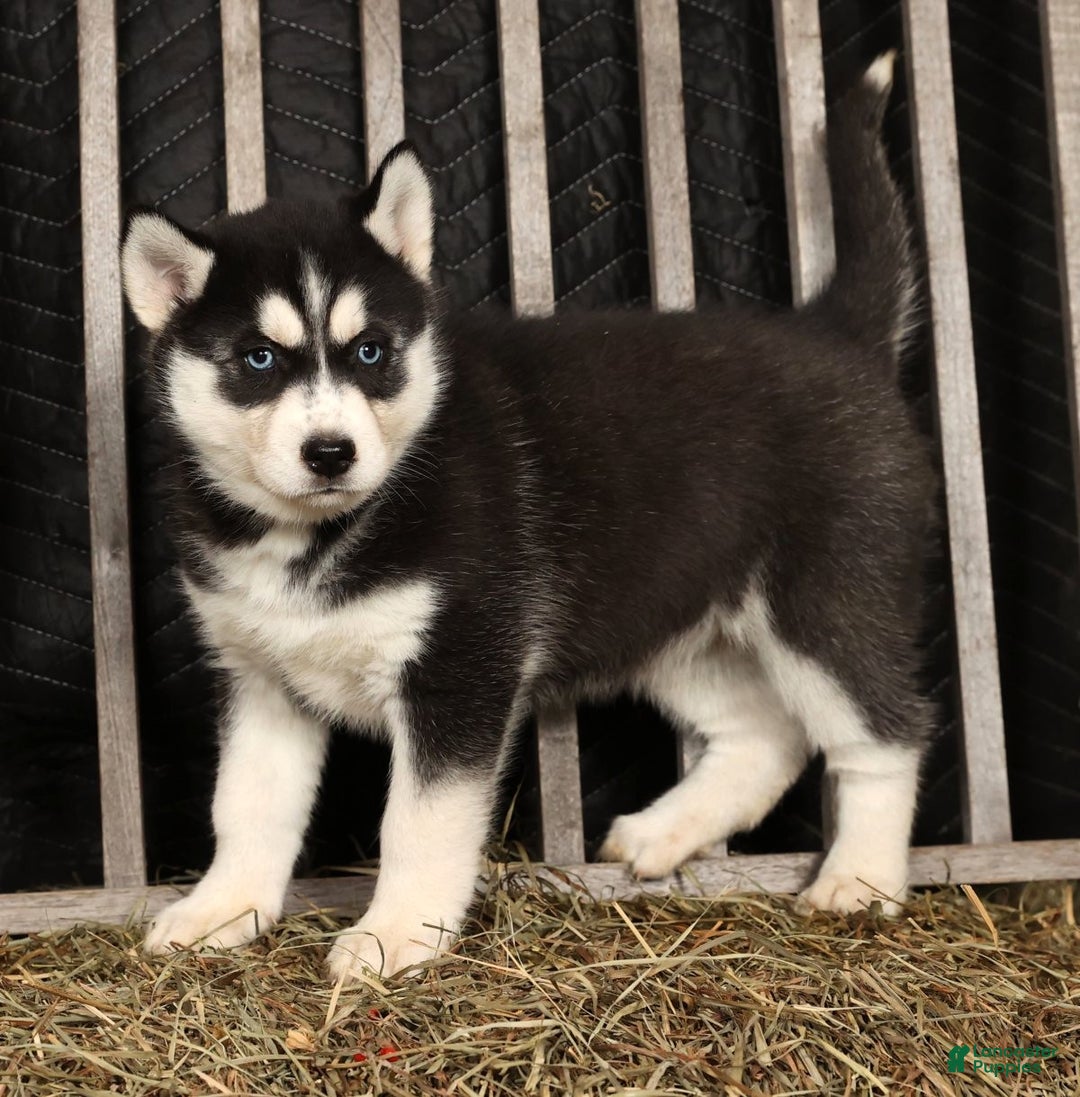 Siberian Husky dogs for sale: Beverly - Ad 2
