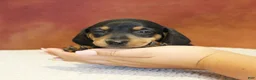 Miniature Dachshund dogs for sale: Oscar - Ad 4