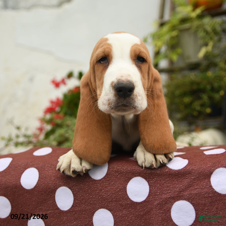 Basset Hound dogs Genesis - Ad 2