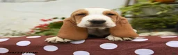 Basset Hound dogs for sale: Genesis - Ad 2