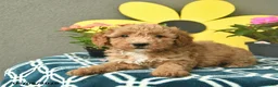 Mini Goldendoodle dogs for sale: Sammy  - Ad 4