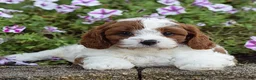 Cavapoo dogs for sale: Domino - Ad 4