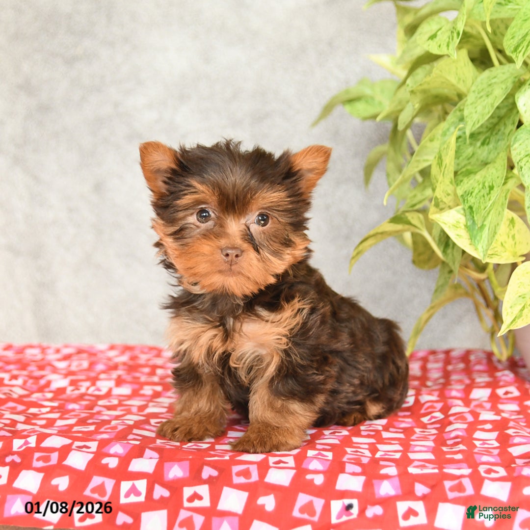 Yorkshire Terrier dogs for sale: Cinderella - Ad 2