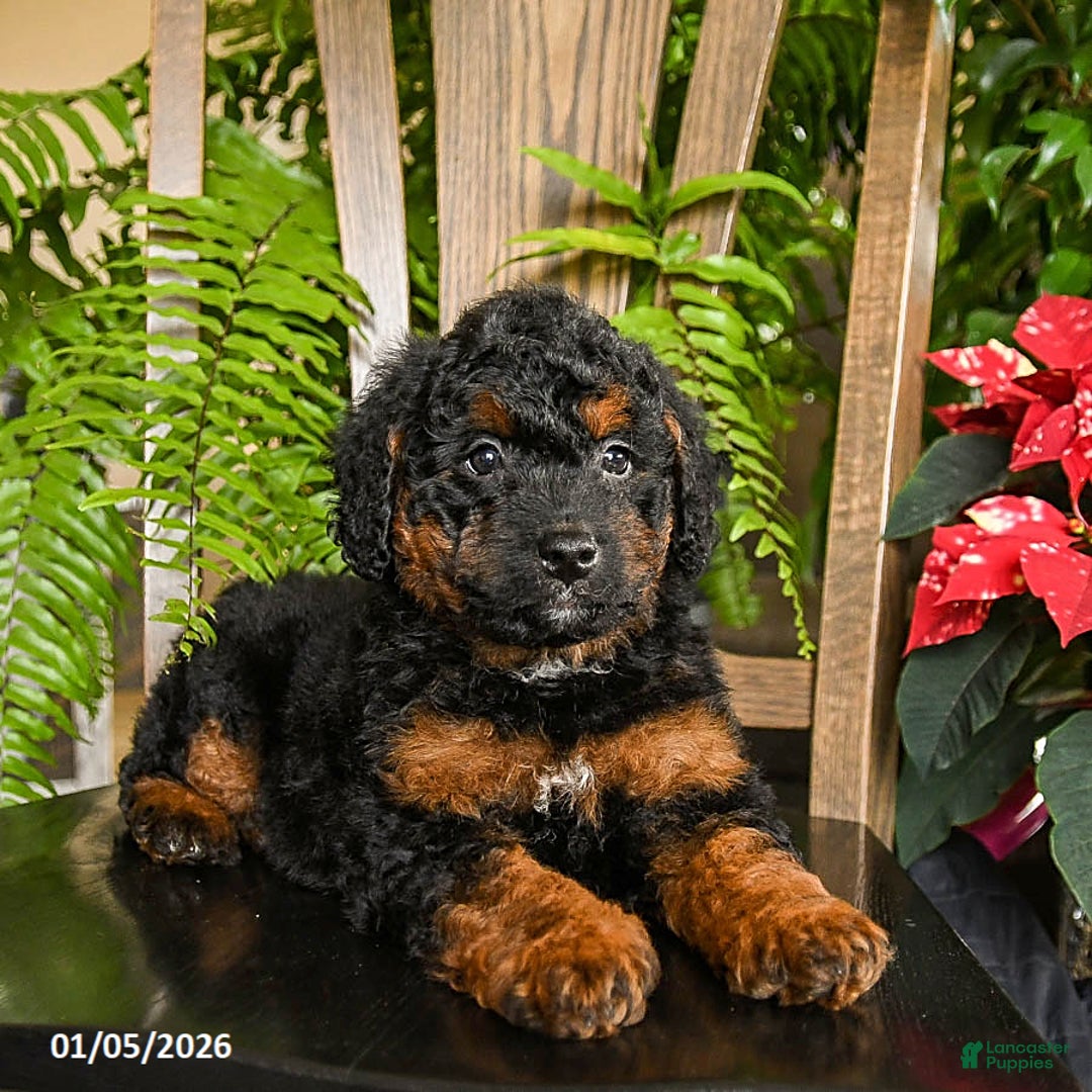 Mini Bernedoodle dogs for sale: Topher - Ad 4