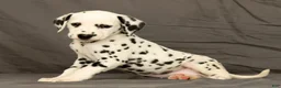 Dalmatian dogs for sale: Connie - Ad 3