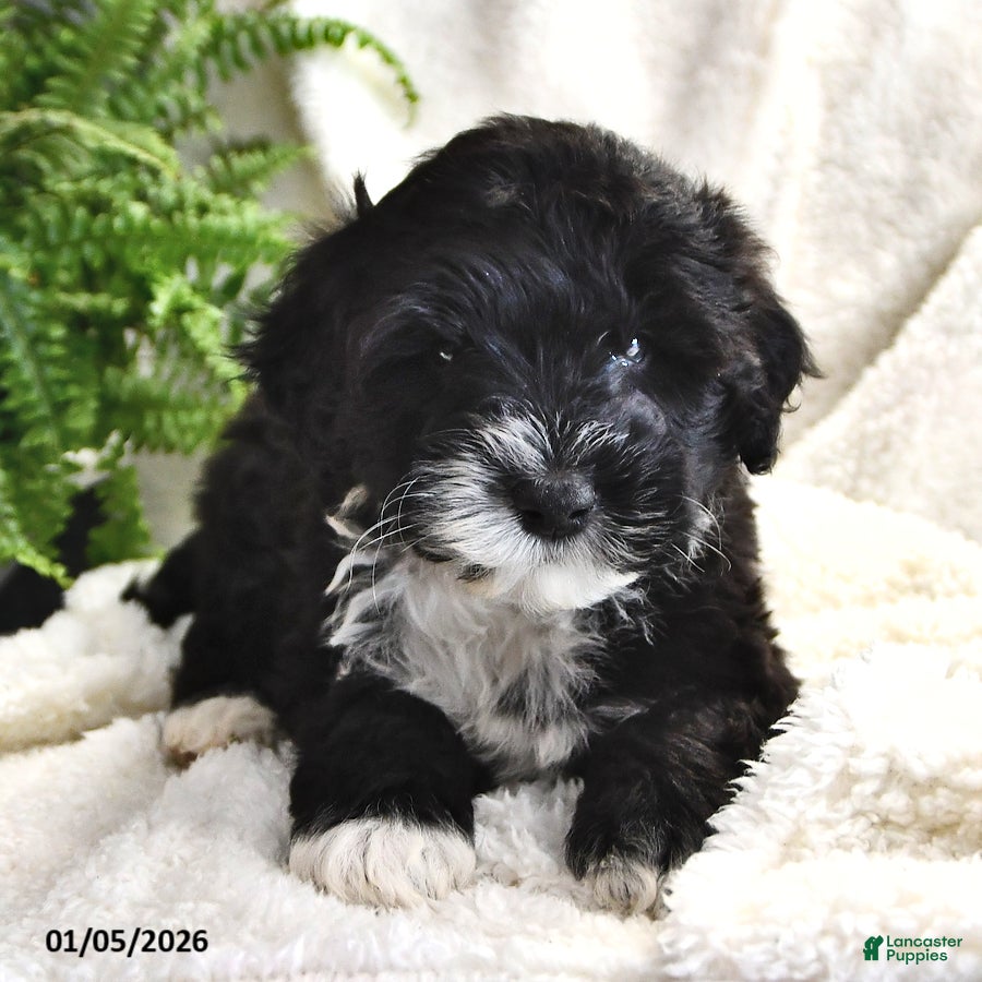 Portuguese Water Dog dogs Disco - Ad 13