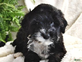 Portuguese Water Dog dogs Disco - Ad 12