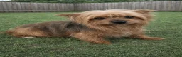 Chorkie dogs for sale: Chorkie 1 - Ad 3