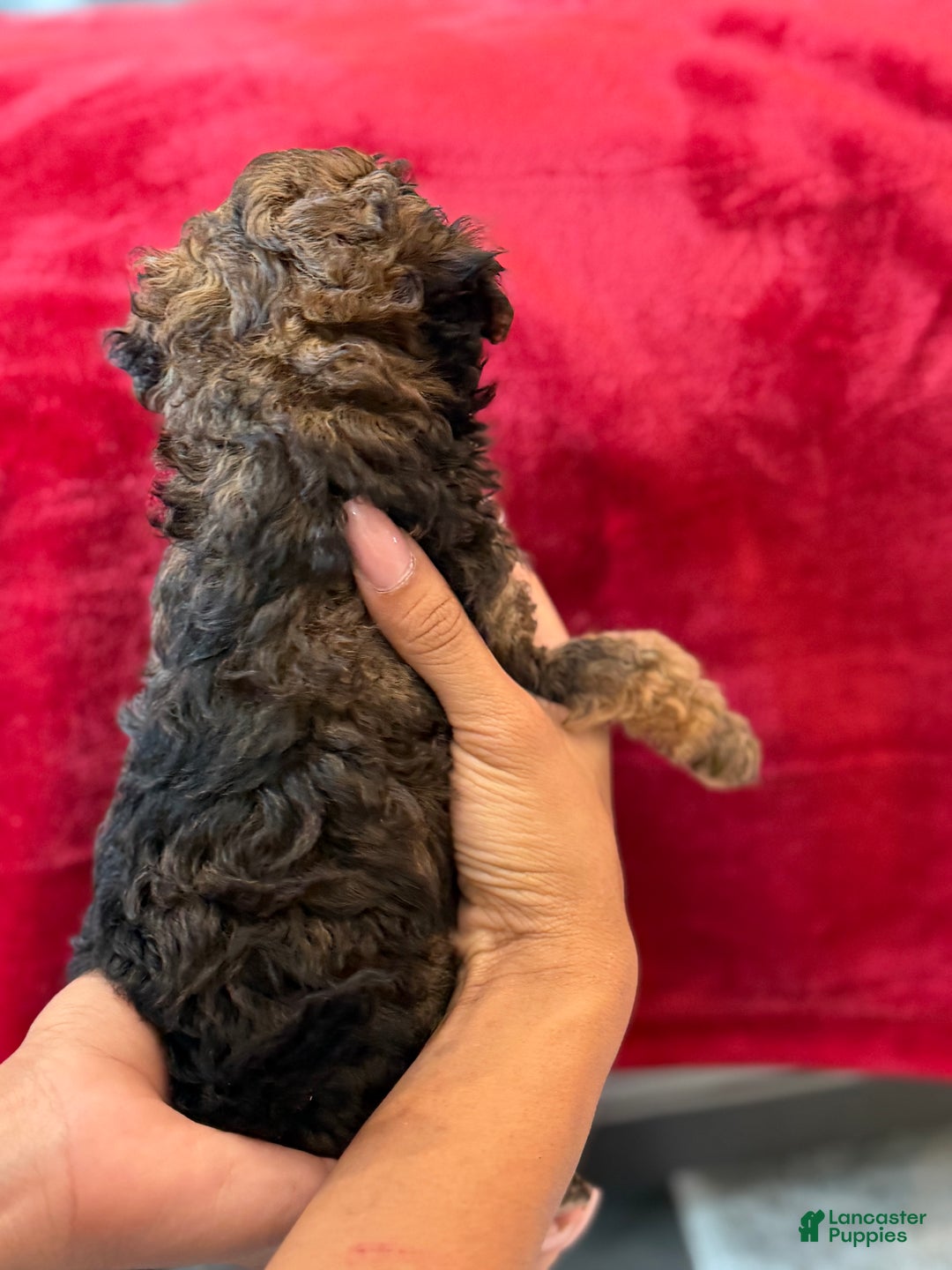 Mini Bernedoodle dogs for sale: Artemis - Ad 9