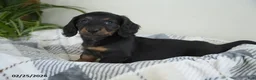 Miniature Dachshund dogs for sale: Ryan - Ad 5