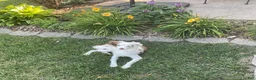 Australian Shepherd dogs for sale: Blue Eyes Red Merle Australian Shepherd  - Ad 5