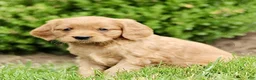 Miniature Golden Retriever dogs for sale: Tiffany  - Ad 3
