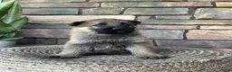 German Shepherd dogs for sale: Buck - Ad 5