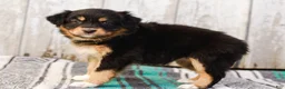 Australian Shepherd dogs for sale: Casey - Ad 6