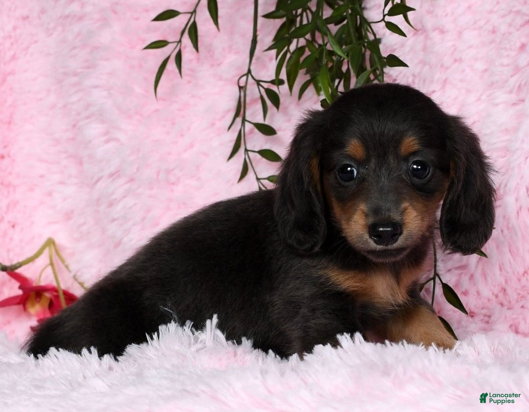 Miniature Dachshund dogs for sale: Trixy Blue/Tan Long Hair - Ad 5