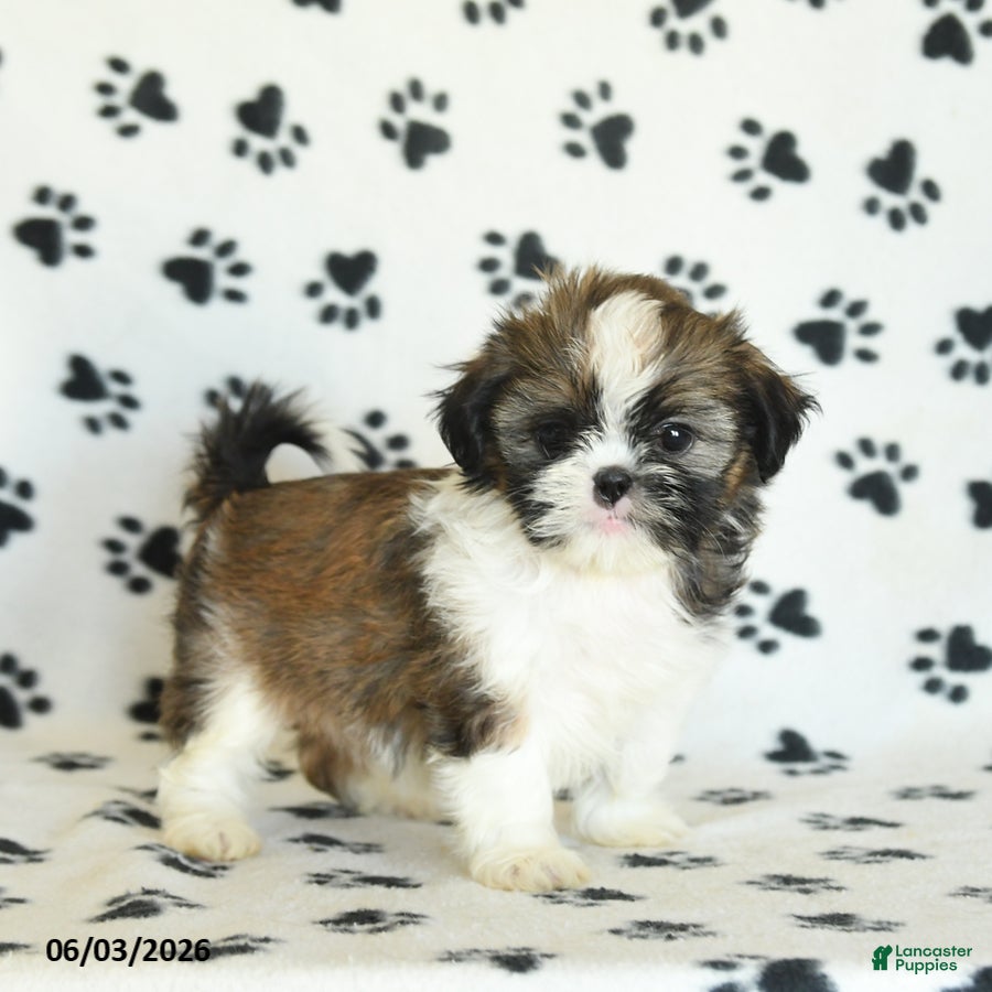 Shih Tzu dogs for sale: Tootsie - Ad 2