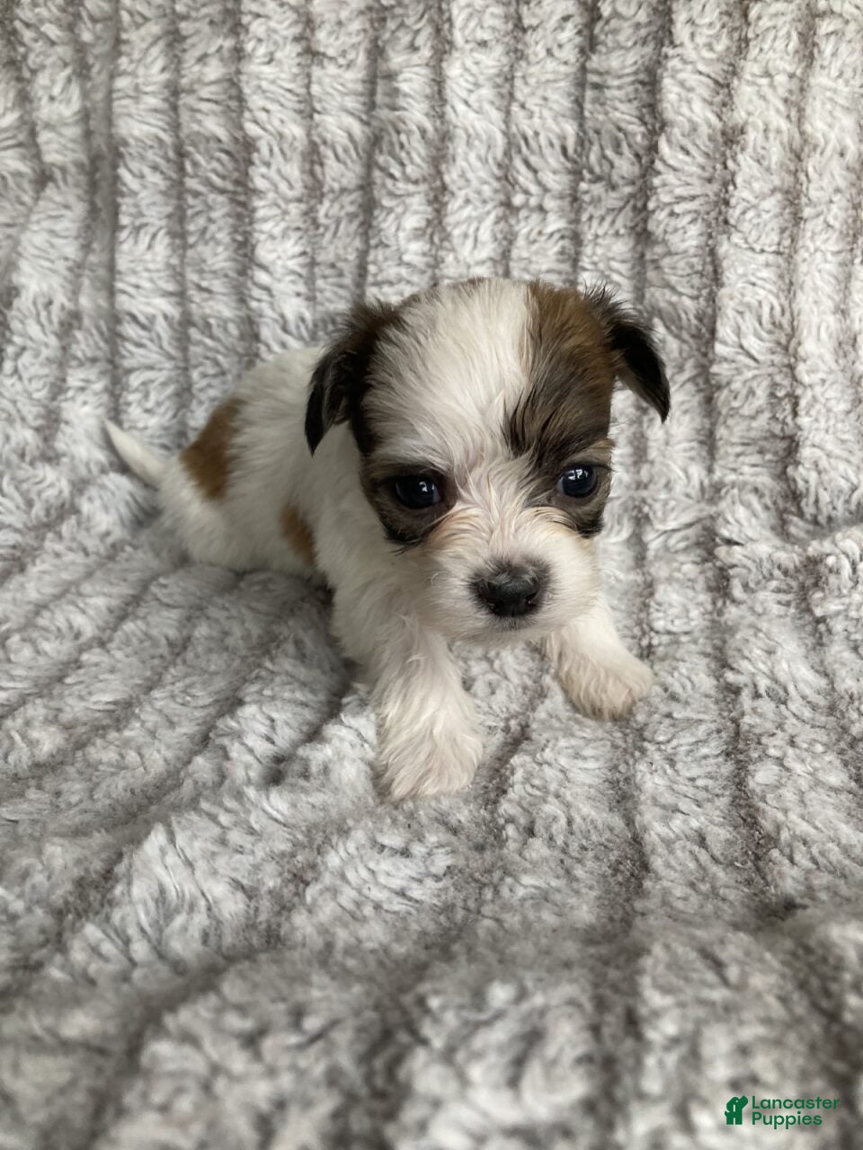 Mixed Breed dogs Theo - Ad 1