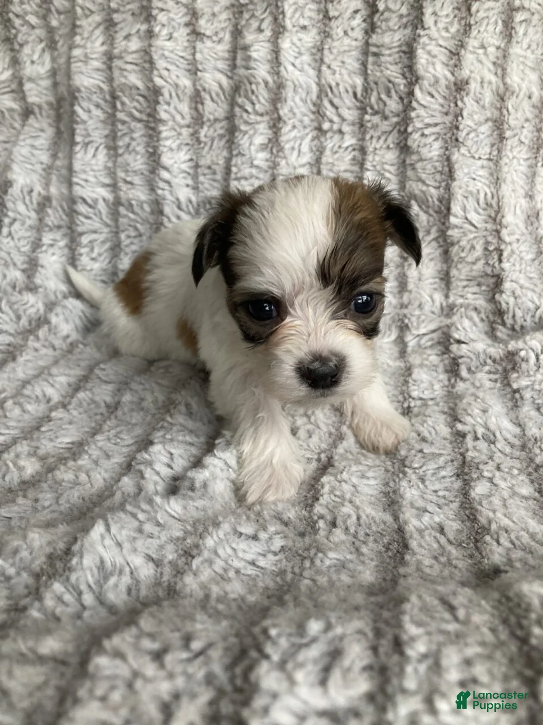 Mixed Breed dogs for sale: Theo - Ad 1
