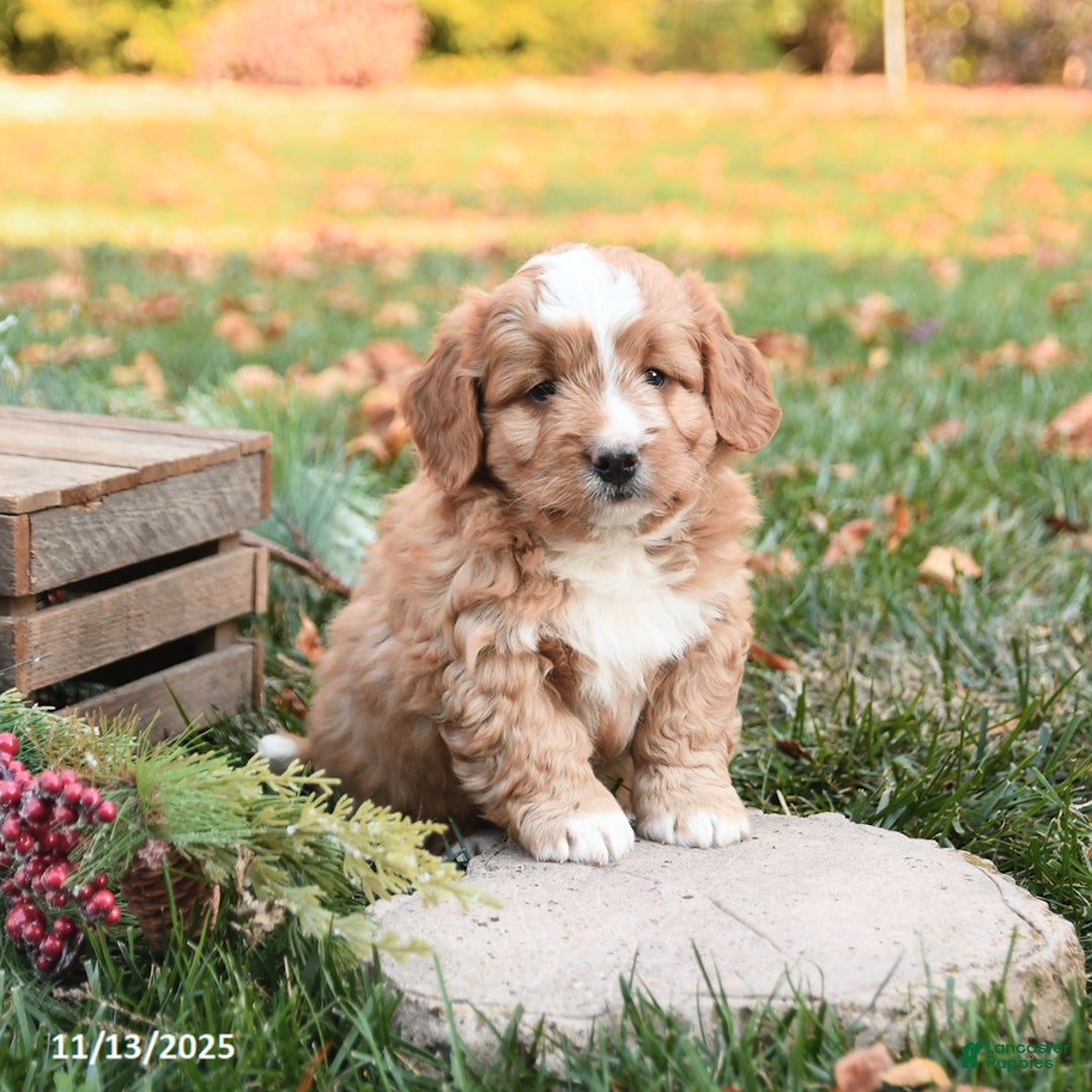 Mini Bernedoodle dogs for sale: Toby - Ad 1