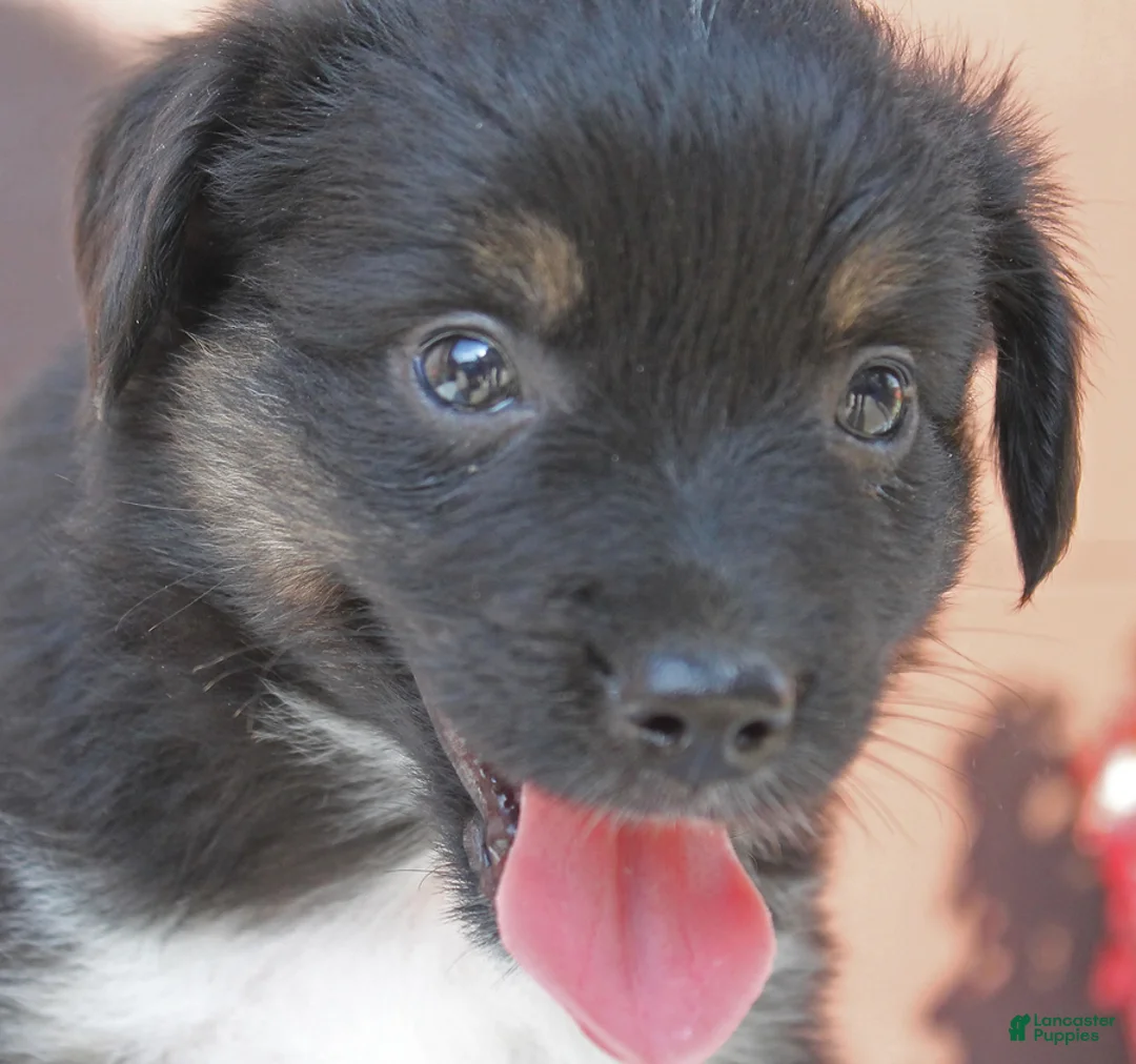 Miniature Australian Shepherd dogs for sale: Alex - Ad 4