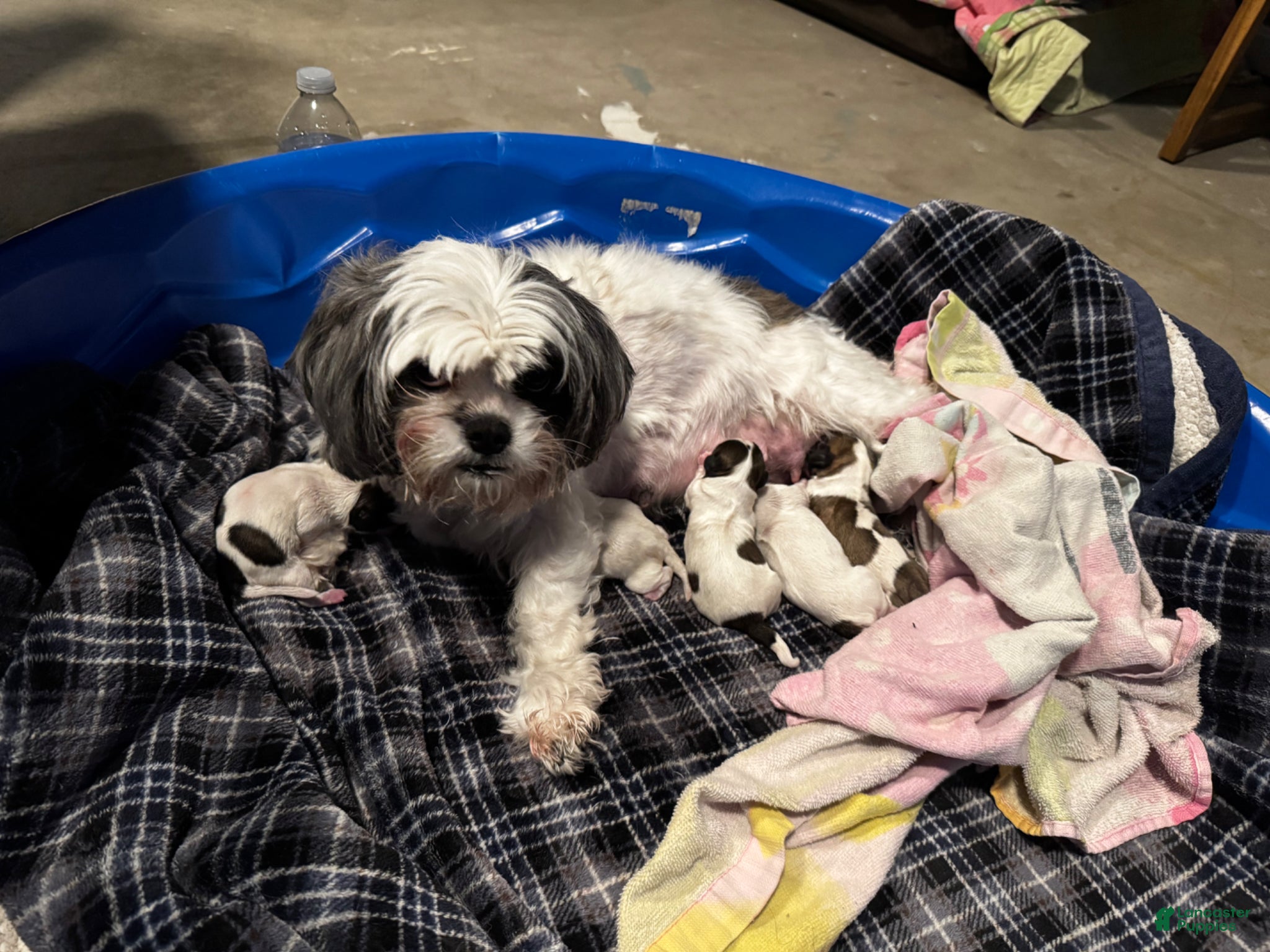Shih Tzu dogs for sale: Shiro - Ad 8