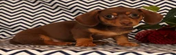 Miniature Dachshund dogs for sale: Abby - Ad 5