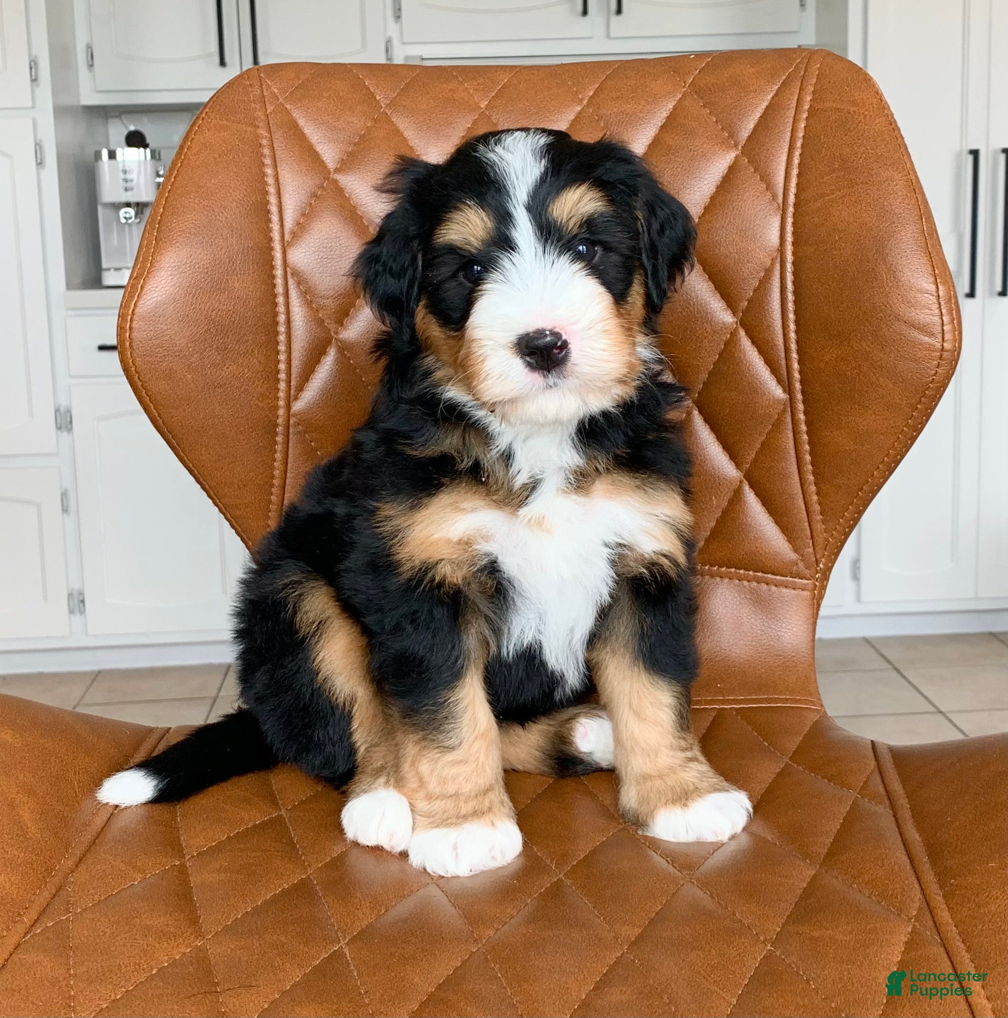 Bernedoodle dogs Rocky - Ad 2