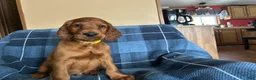 Irish Setter dogs for sale: Irish Setter male yellow collar - Ad 1