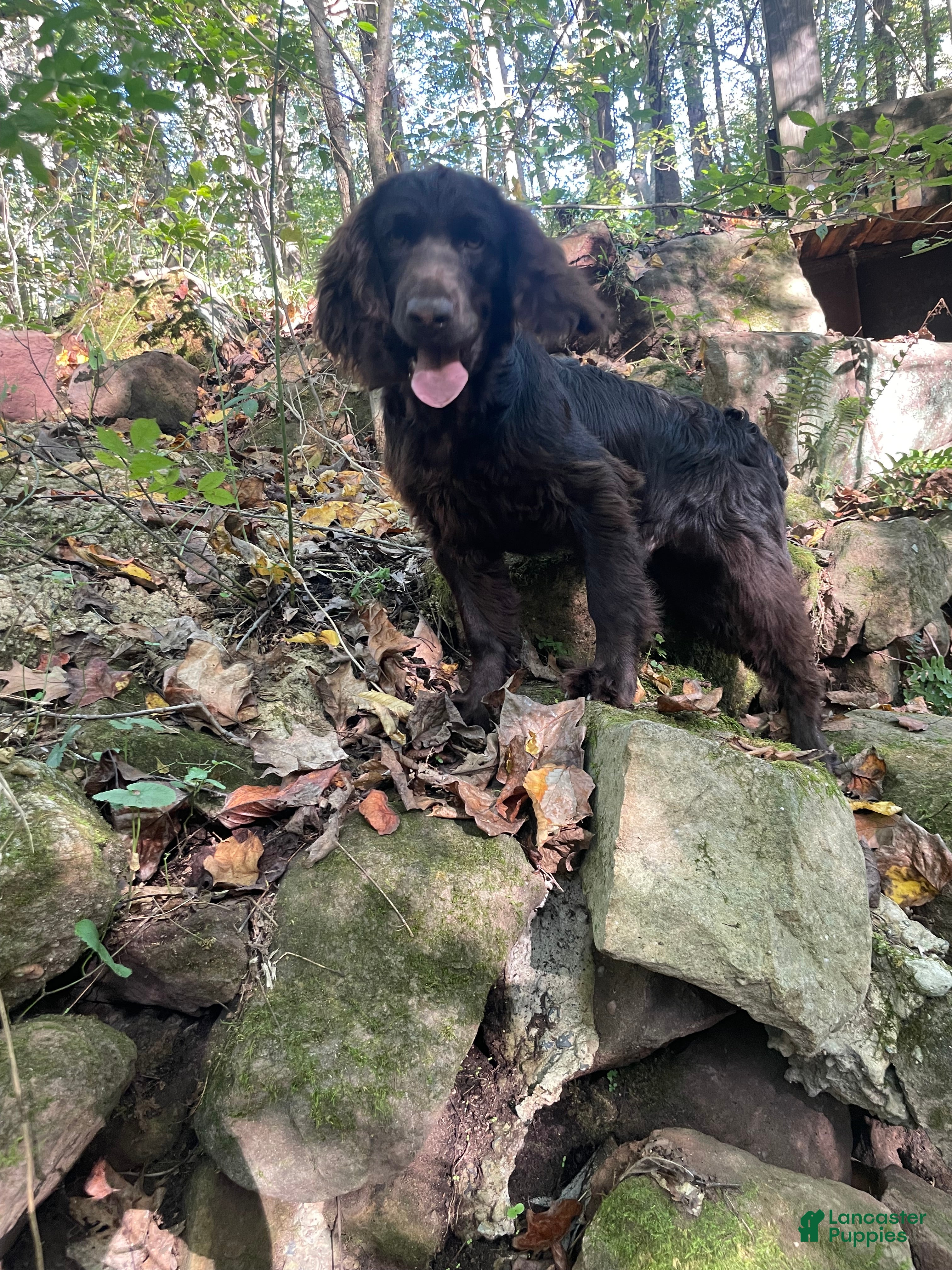 Boykin Spaniel dogs Boykin Spaniel Puppy 2 - Ad 1