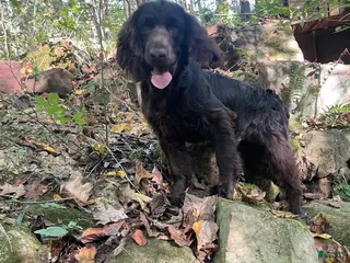 Boykin Spaniel dogs Boykin Spaniel Puppy 2 - Ad 2