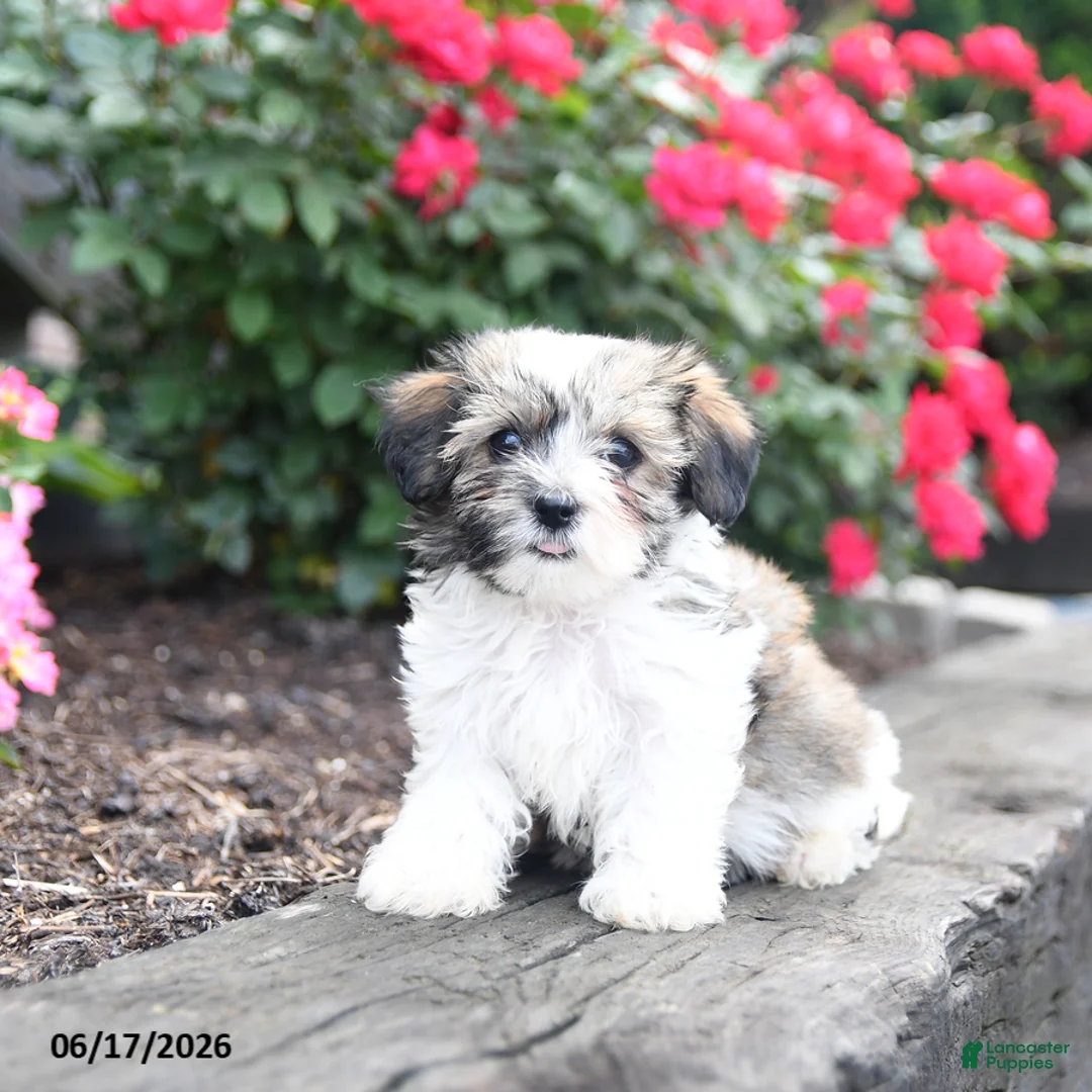 Mixed Breed dogs for sale: Jenny - Ad 3