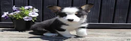 Welsh Corgi Pembroke dogs for sale: Roman - Ad 4