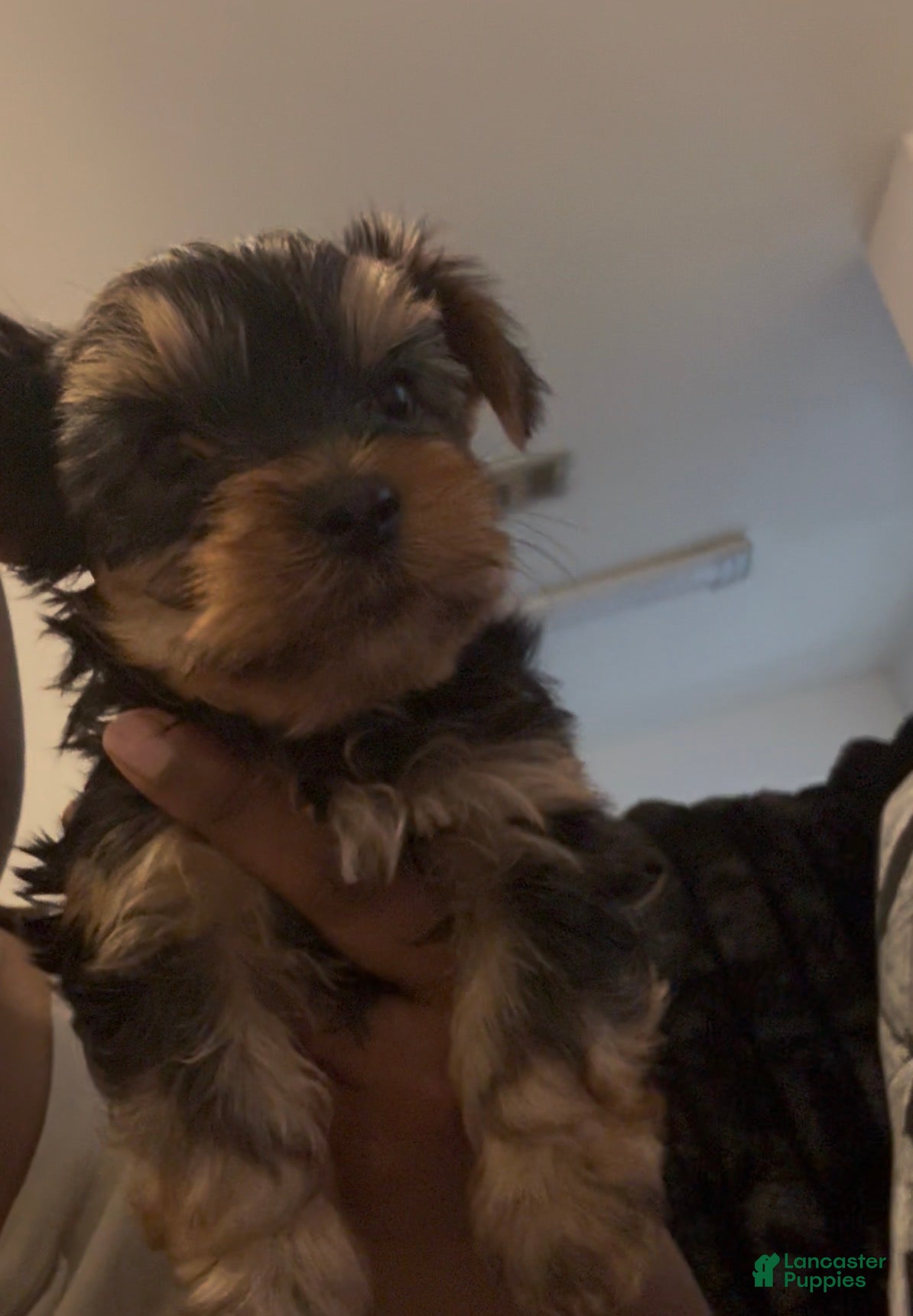 Yorkshire Terrier dogs Yorkshire Terrier Puppy 2 - Ad 3
