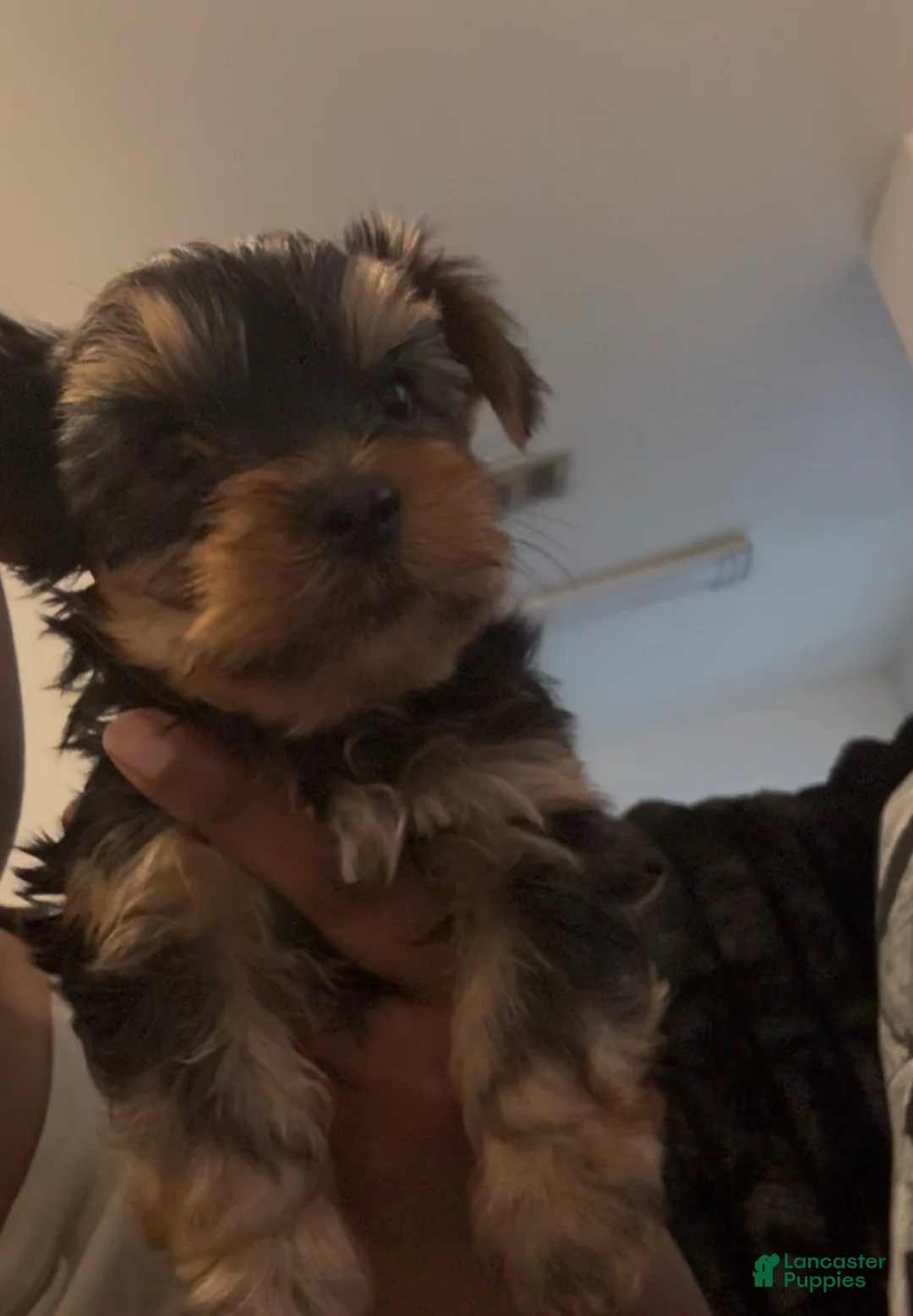 Yorkshire Terrier dogs for sale: Yorkshire Terrier Puppy 2 - Ad 1