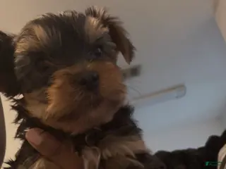 Yorkshire Terrier dogs Yorkshire Terrier Puppy 2 - Ad 3